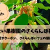 「まるせい果樹園のさくらんぼ狩り！混雑状況やクーポン、さくらんぼパフェの値段も紹介」のアイキャッチ画像