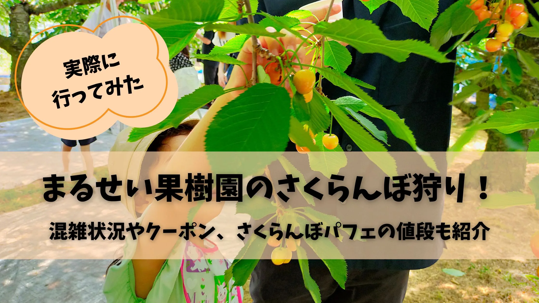 「まるせい果樹園のさくらんぼ狩り！混雑状況やクーポン、さくらんぼパフェの値段も紹介」のアイキャッチ画像